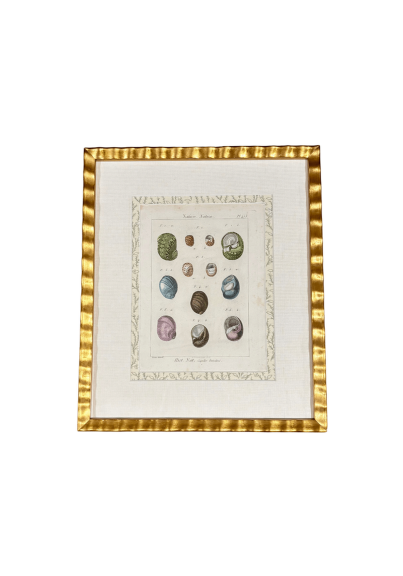 Antique French Shell Print With Block Print Border
