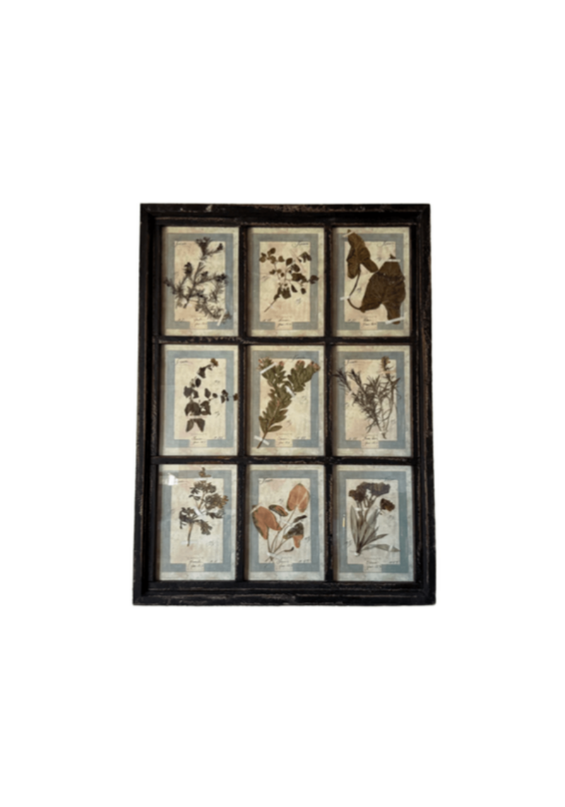 French Pressed Botanical Grouping In Distressed Frame