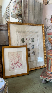 Antique French Shell Print , with Block Print Border