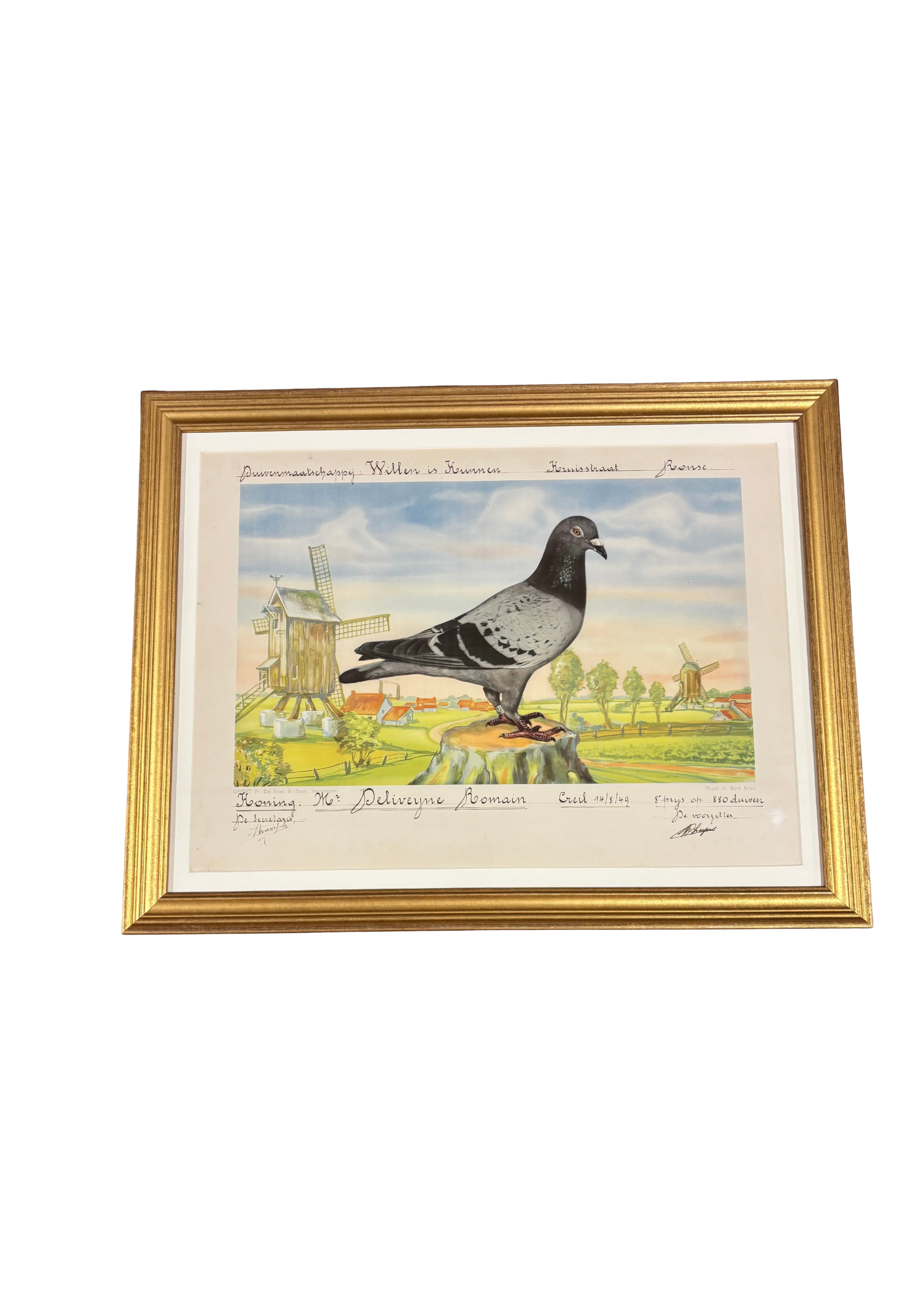Racing Pigeons Windmill  Print