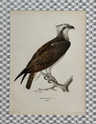 Antique Bird Print Matted on Wicker-Patterned Wallpaper