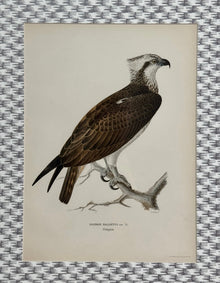 Antique Bird Print Matted on Wicker-Patterned Wallpaper