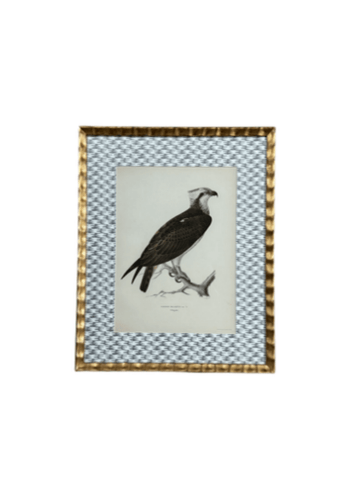 Antique Bird Print Matted On Wicker Patterned Wallpaper