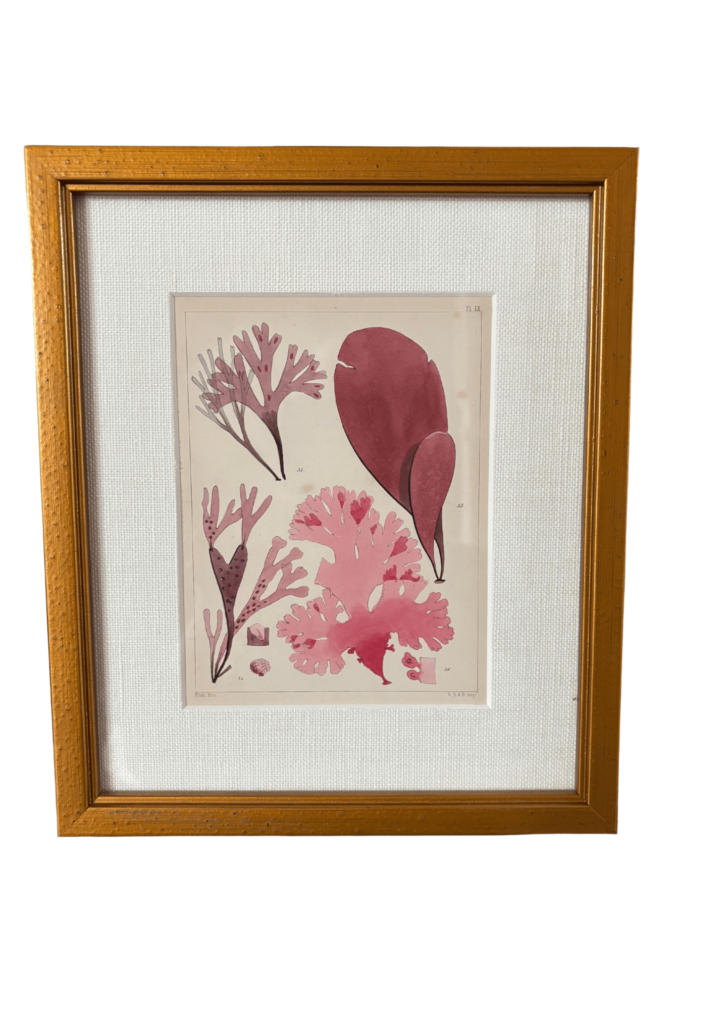 Antique English Seaweed Print