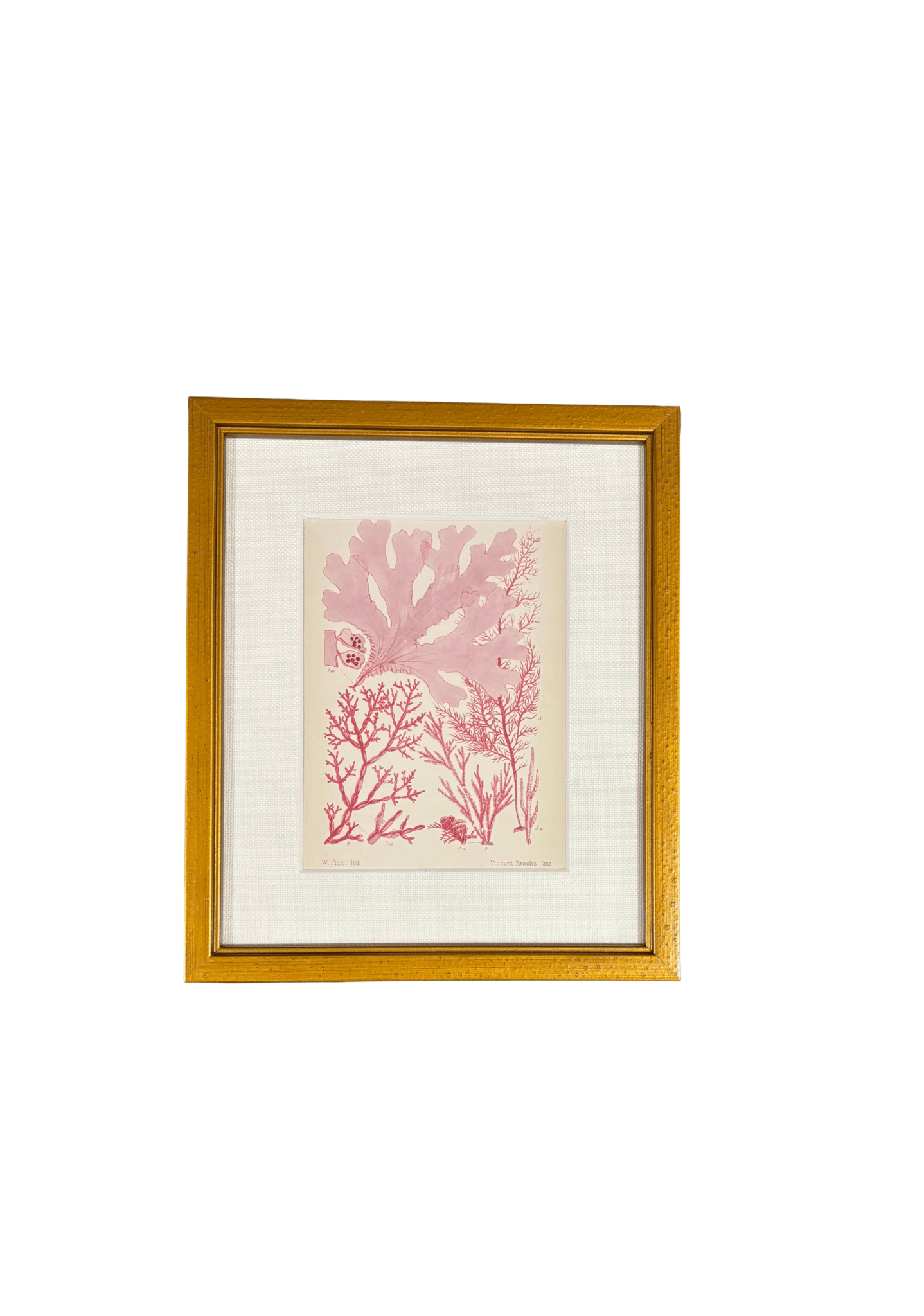 Antique English Seaweed Print
