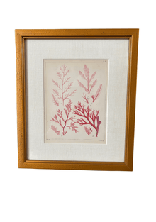 Antique English Seaweed Print