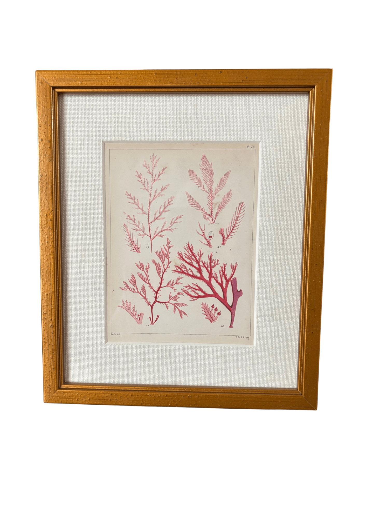 Antique English Seaweed Print