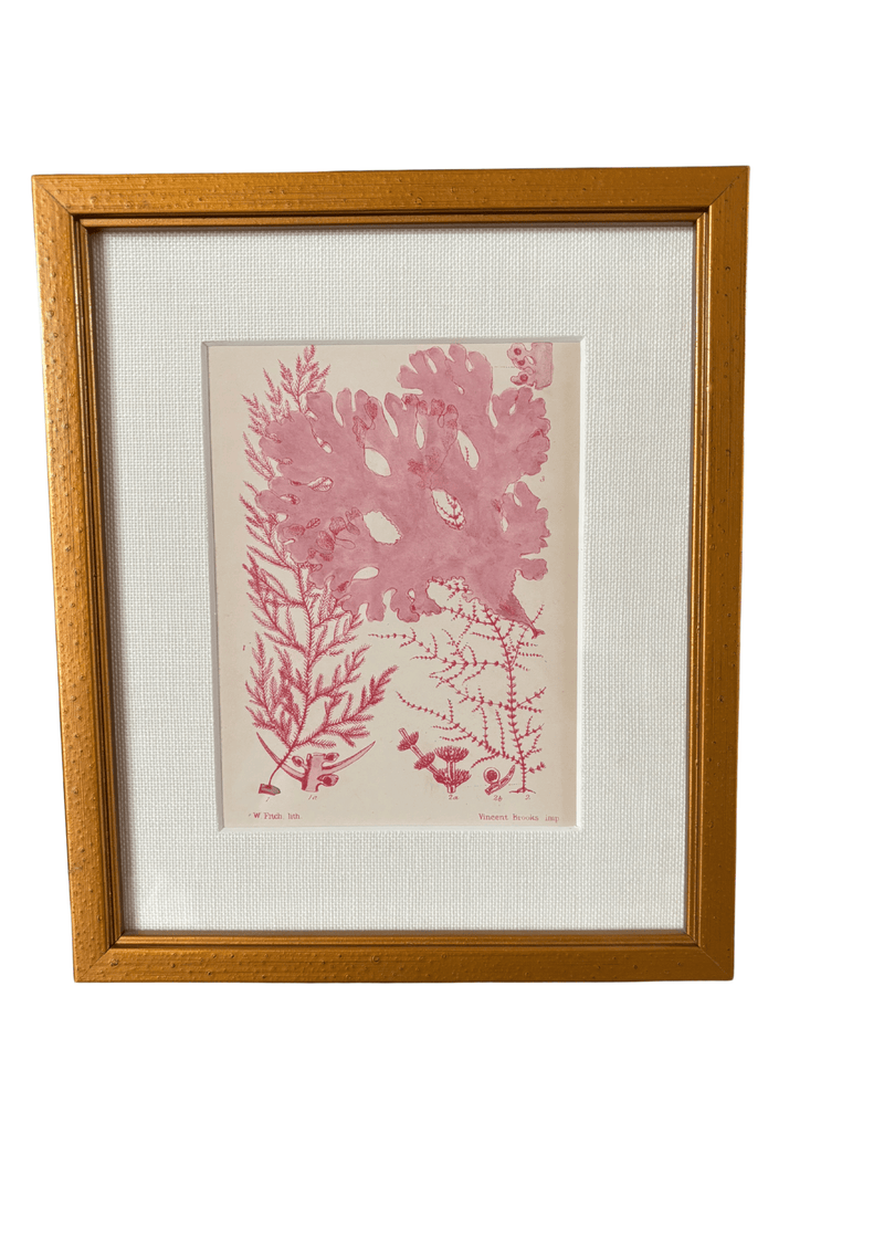 Antique English Seaweed Print