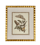 Antique French Butterfly Print, with Block Print Border