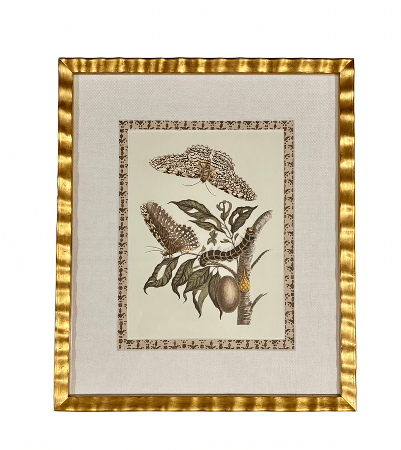 Antique French Butterfly Print, with Block Print Border