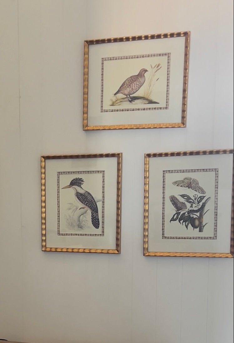 Wall grouping of three framed antique natural history prints in gilt frames: a grouse, a woodpecker, and a moth