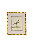 Antique French Shore Bird Print with Block Print Border
