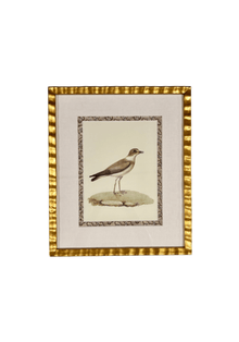 Antique French Shore Bird Print with Block Print Border