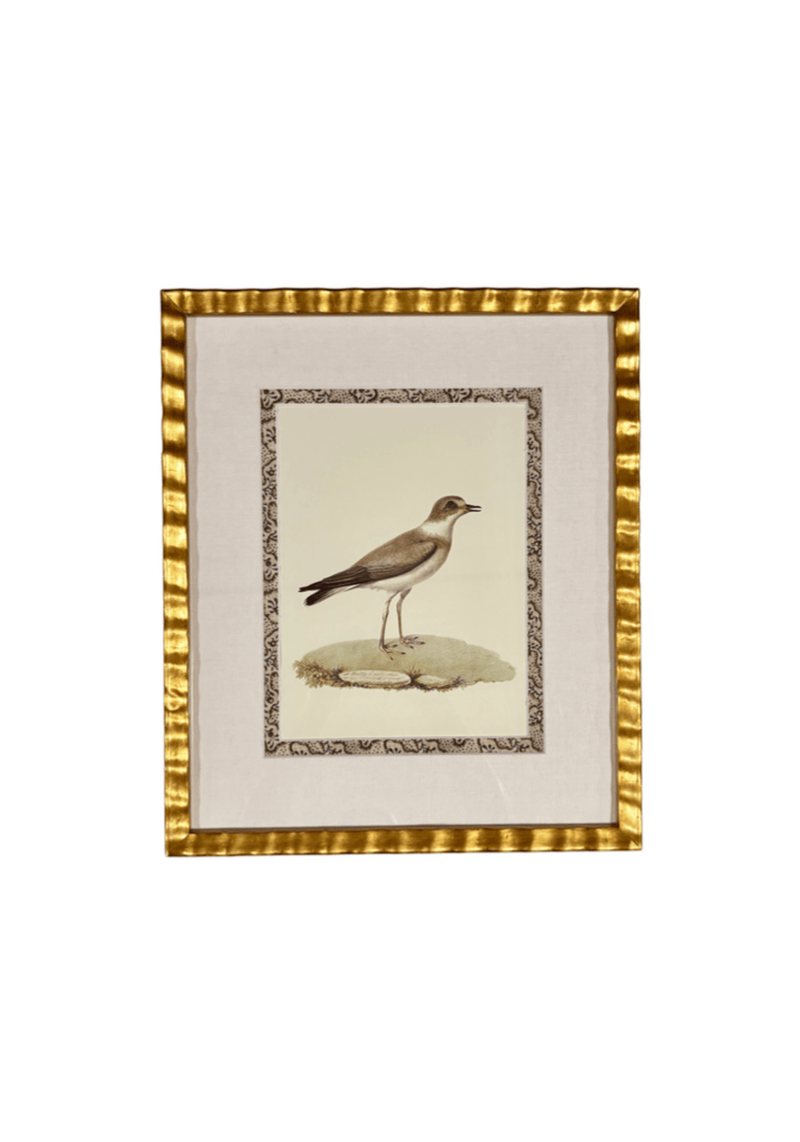 Antique French Shore Bird Print with Block Print Border