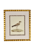 Antique French Shore Bird, with Block Print Border