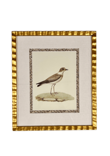 Antique French Shore Bird, with Block Print Border