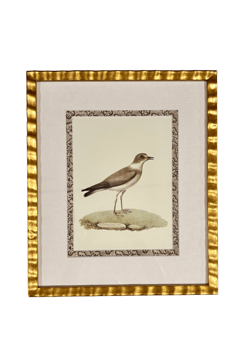 Antique French Shore Bird, with Block Print Border