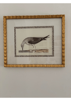 Antique French Shore Bird, with Block Print Border