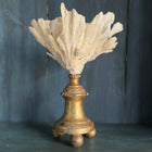 Coral Mounted on Antique Fragment