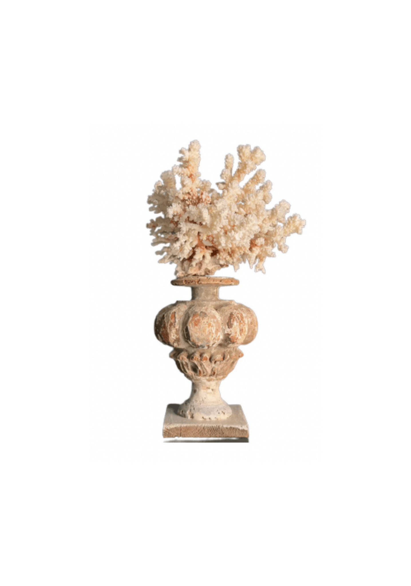 Coral Mounted on Antique Fragment