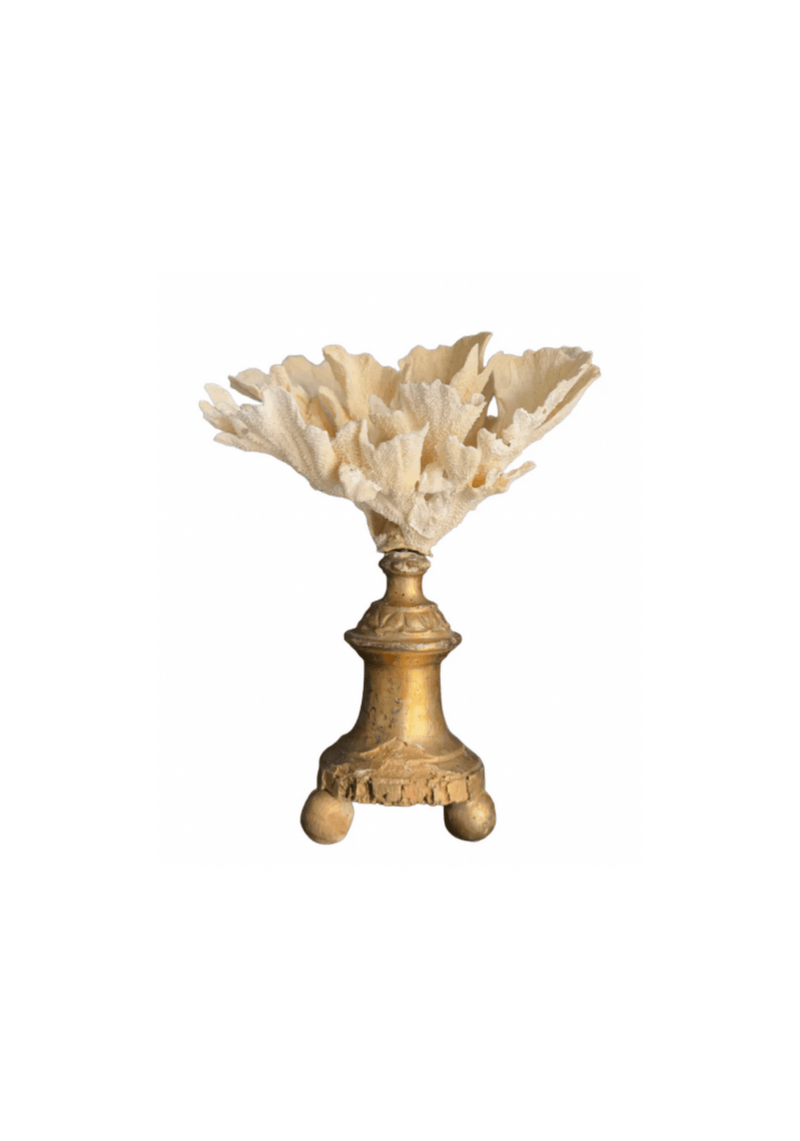 Coral Mounted on Antique Fragment