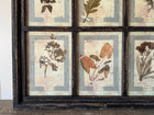 French Pressed Botanical Grouping in Distressed Frame
