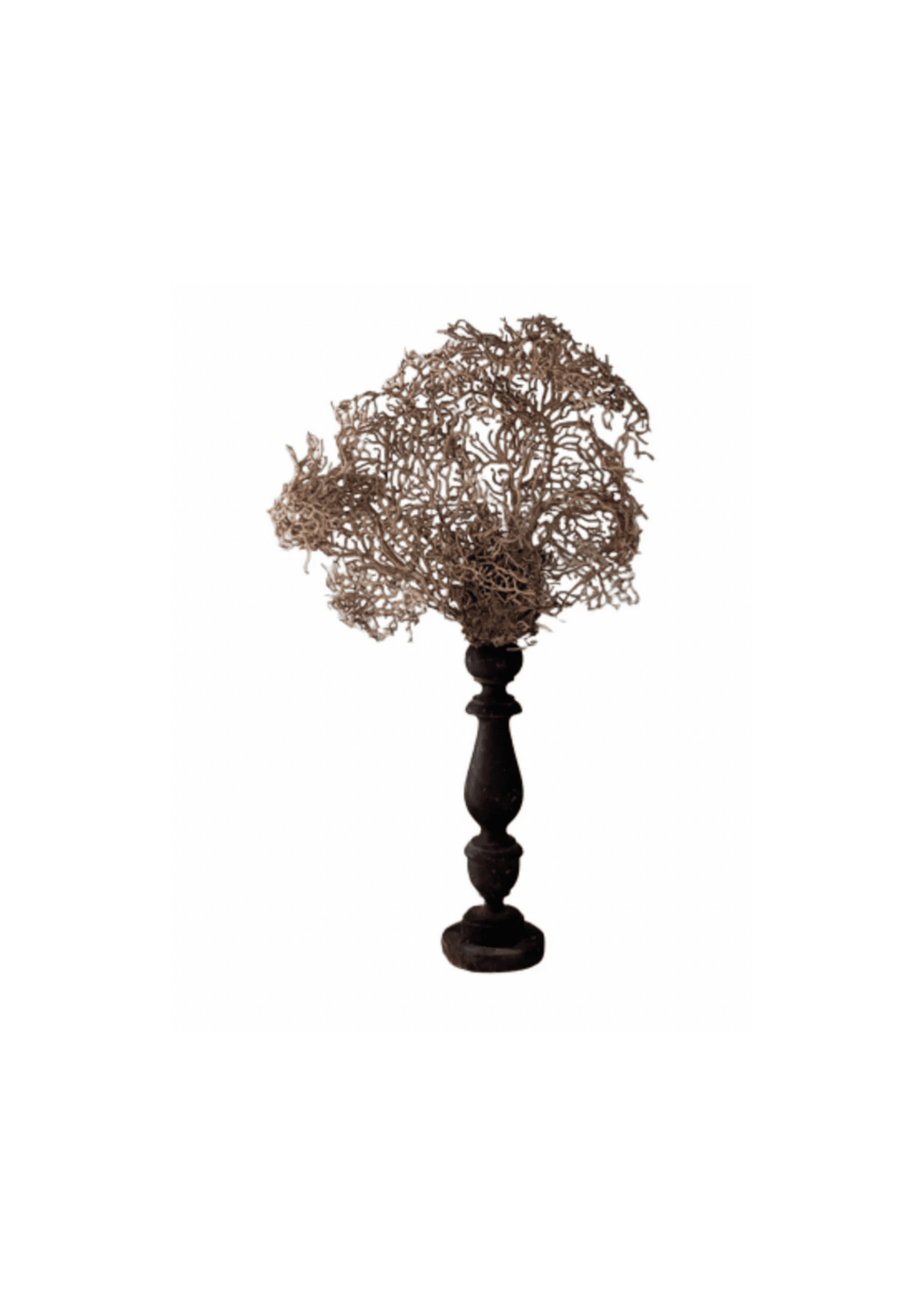 White Gorgonia Mounted on 19th C Candlestick
